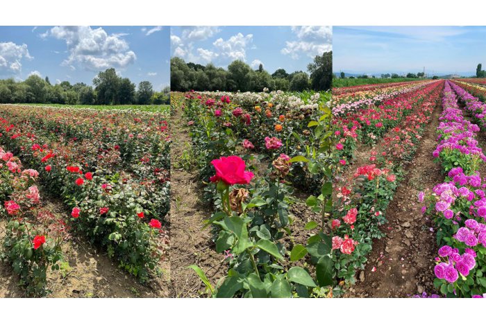 В 2022-2024 гг. Молдова экспортировала более 3,5 млн саженцев роз  