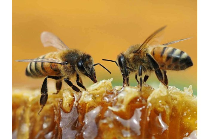 National Bee Day to be marked in Moldova