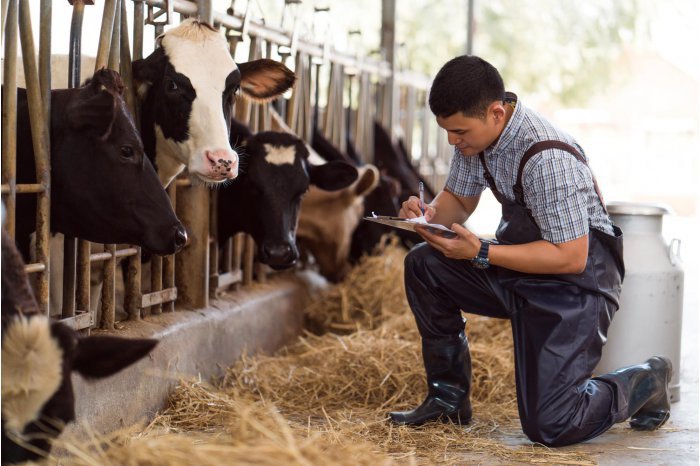 Livestock farmers can apply for business development grants as of 26 December