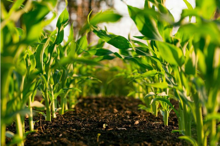 Moratorium on payment of debts for farmers hit by drought might be established in Moldova 